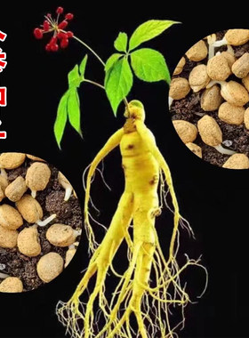 人参种籽子长白山野滋补中药