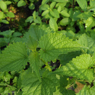 藿香种子 解暑霍香正气食用香草种籽 四季播种室内阳台盆栽