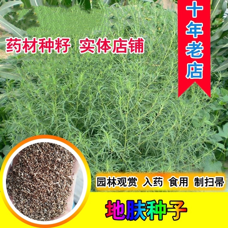 园林用途落帚地伏铁扫把种子