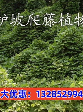 葛藤种子 爬山虎油麻藤牵牛花边坡绿化矿山复绿爬藤植物种籽