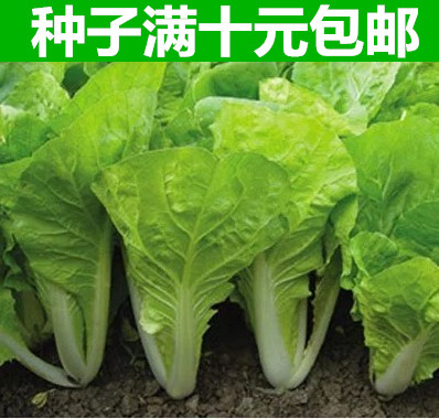 四季蔬菜奶油小白菜青梗菜高梗青菜庭院乌塌菜农家菜奶油白菜种子