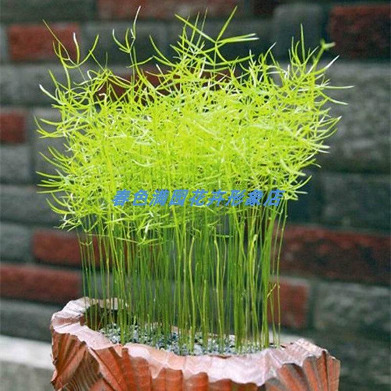 武竹种子 桌面阳台盆栽植物花卉 播种文竹万年青水培植栽