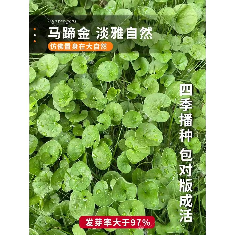 马蹄金种子小金钱草铜钱草籽草坪四季常青耐高温绿化垂吊绿植花卉