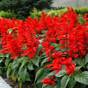 一串红种子春季花种花卉园林庭院阳台矮生花草四季花籽