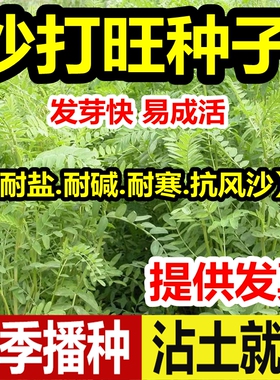 沙打旺种子籽多年生牧草绿肥草护坡固土草耐寒耐旱耐盐碱绿化种子