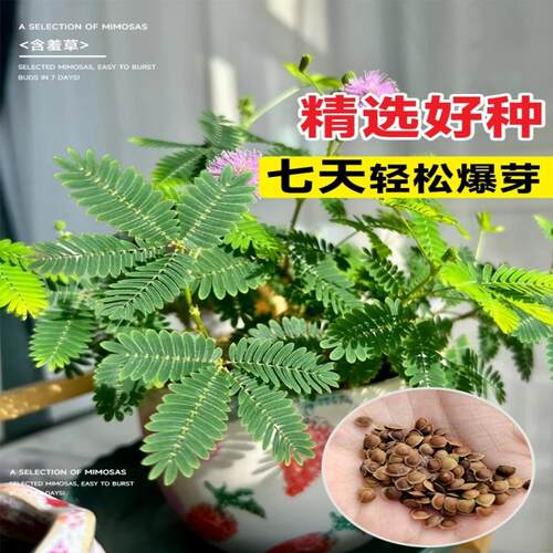 含羞草种孑害羞草种子小盆栽花种籽子四季播种室内易活花卉绿植物
