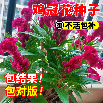 鸡冠花室外花种子大花耐寒耐阴花籽庭院花苗卉种子四季开花易活花