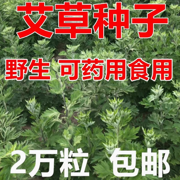 药用艾草艾叶种籽 艾绒蕲艾植物大叶艾草种子艾草苗五月艾籽