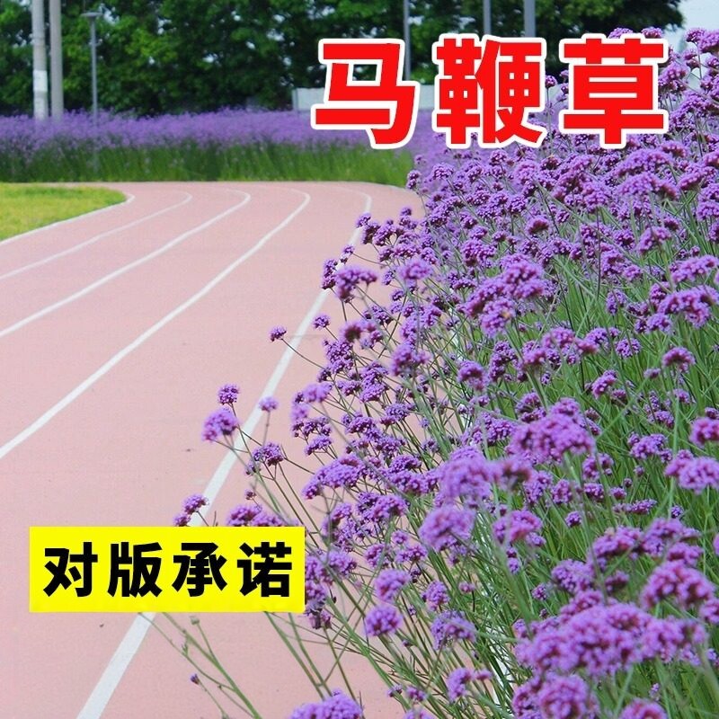 柳叶马鞭草种子四季耐寒阔图片