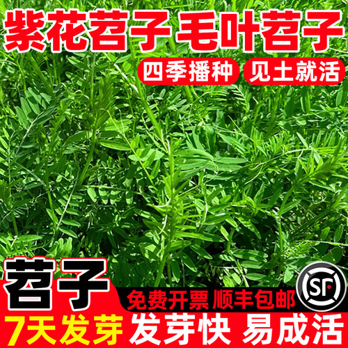 绿肥种子光叶紫花苕种籽多年生野豌豆箭舌豌豆果园养蜂蜜源毛苕子