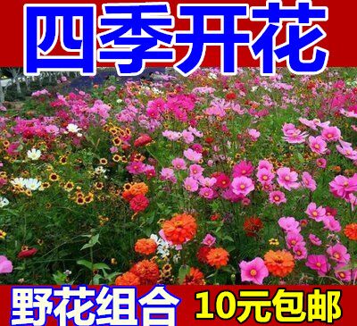 野花种子组合草花种子混色高杆矮杆波斯菊种子格桑花