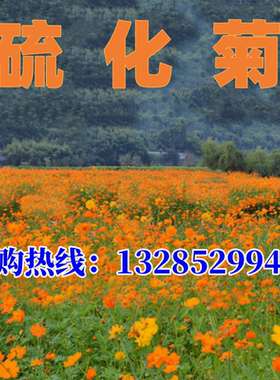 黄秋英硫化菊种子黄波斯菊花景观绿化花海四季播种开花卉花籽种子