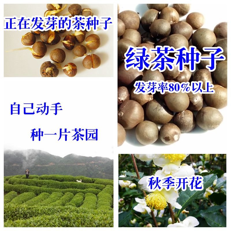 新货 茶种子 茶叶种子 茶种籽 绿茶信阳毛尖茶树籽 发展茶园 一斤