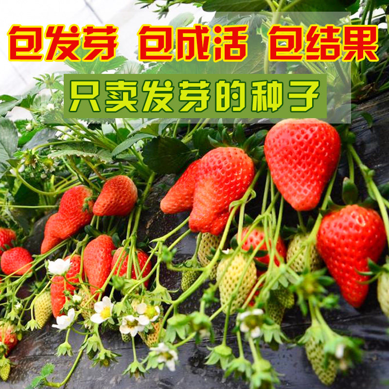 草莓种籽四季室内种植水果种子盆栽庭院阳台蔬菜种子食用菜籽_虎窝淘