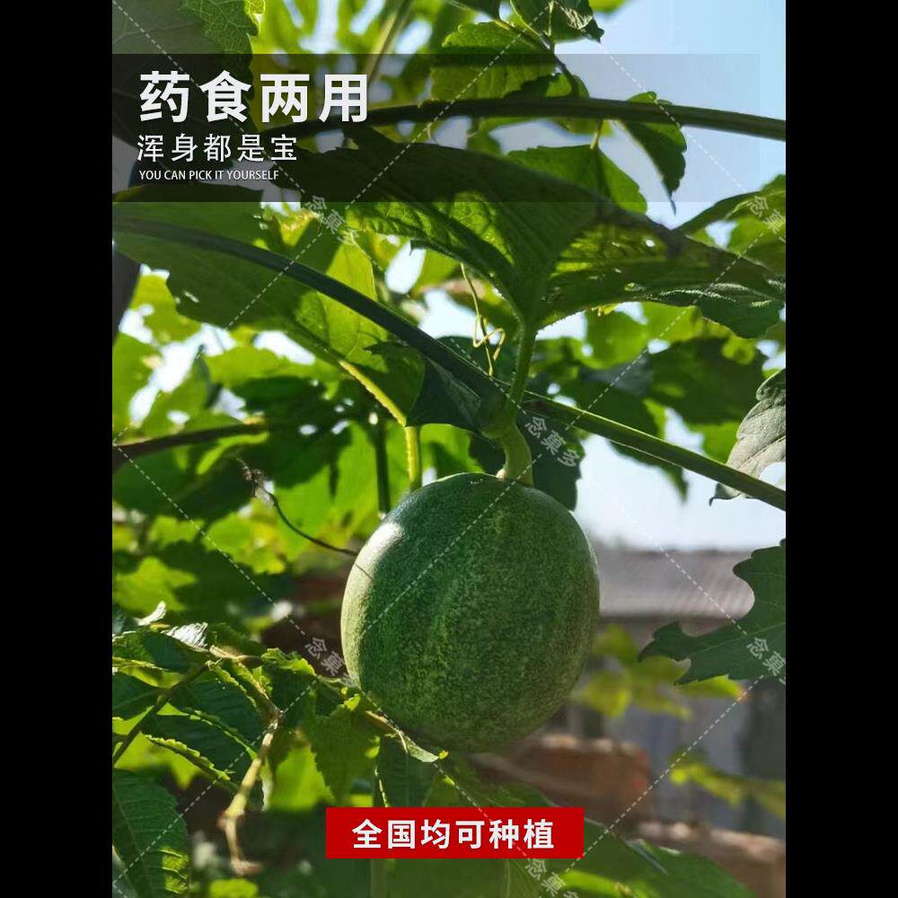 瓜蒌种子籽苗材种子食用干净无杂吊瓜栝楼四季播种野生瓜蒌皮
