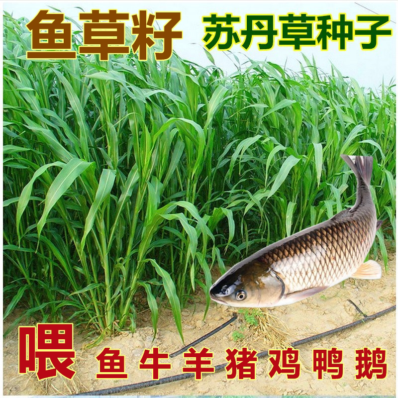 苏丹草草籽高丹草种子四季猪牛羊种子牧草喂鱼养殖再生鱼草种籽