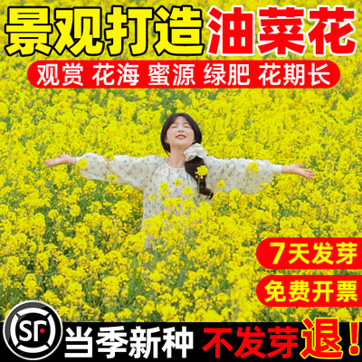 新采高产油菜种子油菜花种子籽矮杆抗倒伏榨出油率多观赏彩色种孑