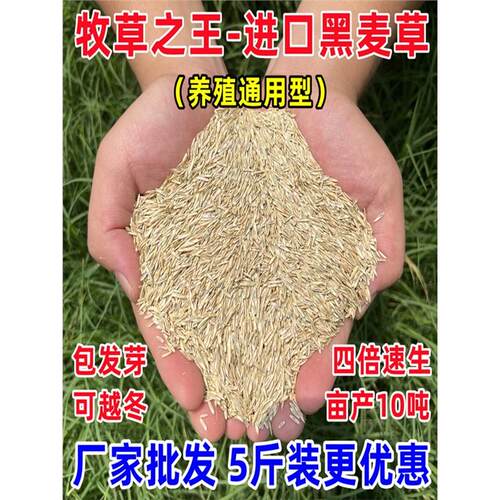 牧草种籽黑麦草四季多年生耐寒鸡鹅兔畜牧养猪牛羊殖鱼草猫草种子
