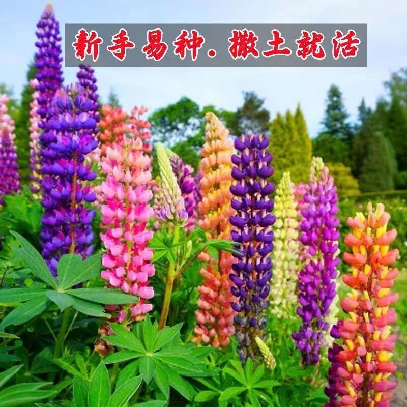 鲁冰花种子四季种易活开花不断耐寒耐热羽扇豆庭院阳台花卉种籽苗