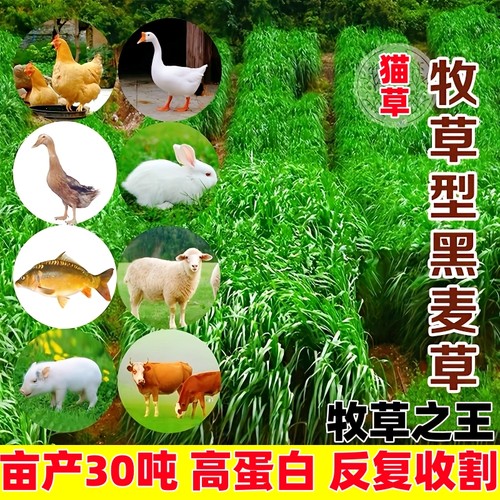 鱼草种籽四季多年生黑麦草籽喂鸡鹅鹅兔猫猪牛羊畜牧养殖牧草种子
