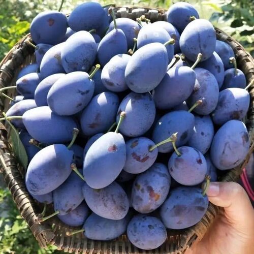 新鲜西梅鲜果甘肃天水国产水果当季整箱李子应季蓝蜜大西梅时令果