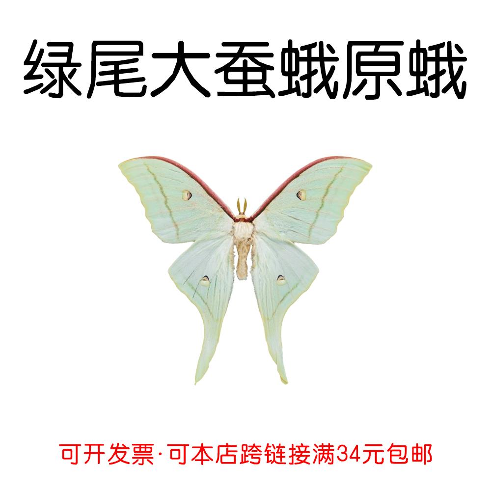 真蝴蝶原蛾绿尾大蚕蛾未展翅蛾子标本制作手工diy材料A1/A-品质