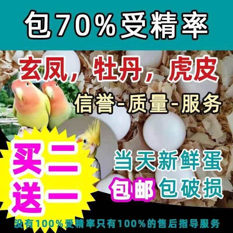 牡丹玄风虎皮鹦鹉受精蛋种蛋包受精人工孵化白子白玄风鹦鹉种蛋