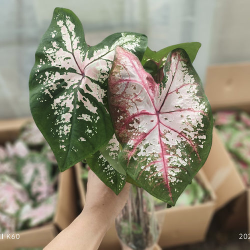 绿植观叶植物 彩叶芋盆栽 草莓茹雪 白色恋人 孔雀开屏 夏日微风