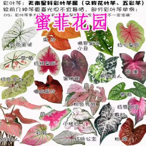 绿植观叶植物 彩叶芋盆栽 草莓茹雪 白色恋人 孔雀开屏 夏日微风