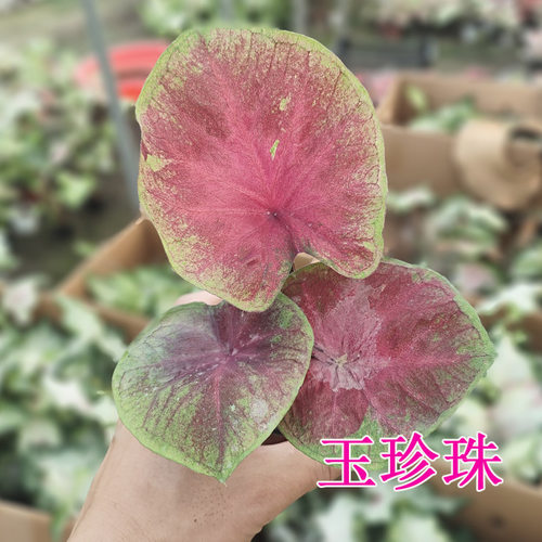 绿植观叶植物 彩叶芋盆栽 草莓茹雪
