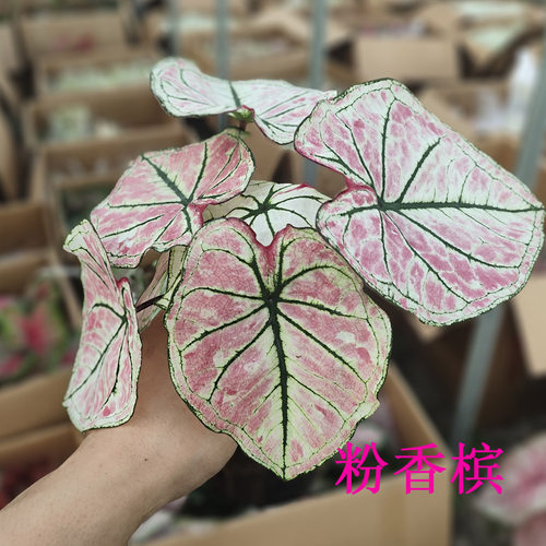 阳台绿植观叶植物 粉香槟 彩叶芋盆栽 阳台花卉