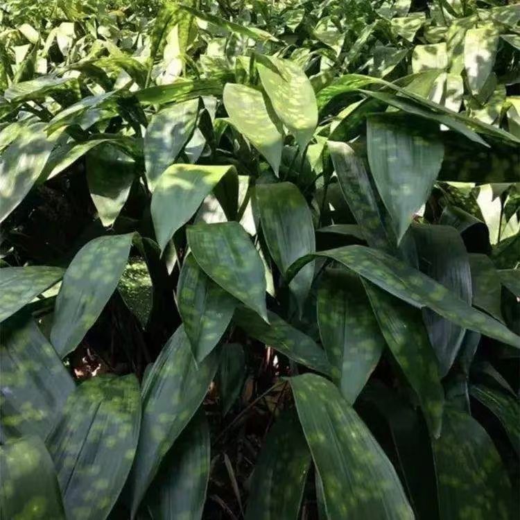 云南中药材粽叶苗一叶兰苗大叶花斑粽叶粽叶苗种植大叶子苗新鲜