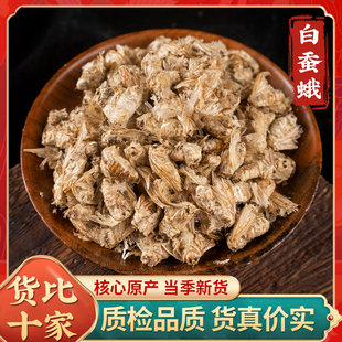 中药材母蚕蛾雌蛾子扑棱蛾子白蚕蛾500克适用女性滋补正品新货