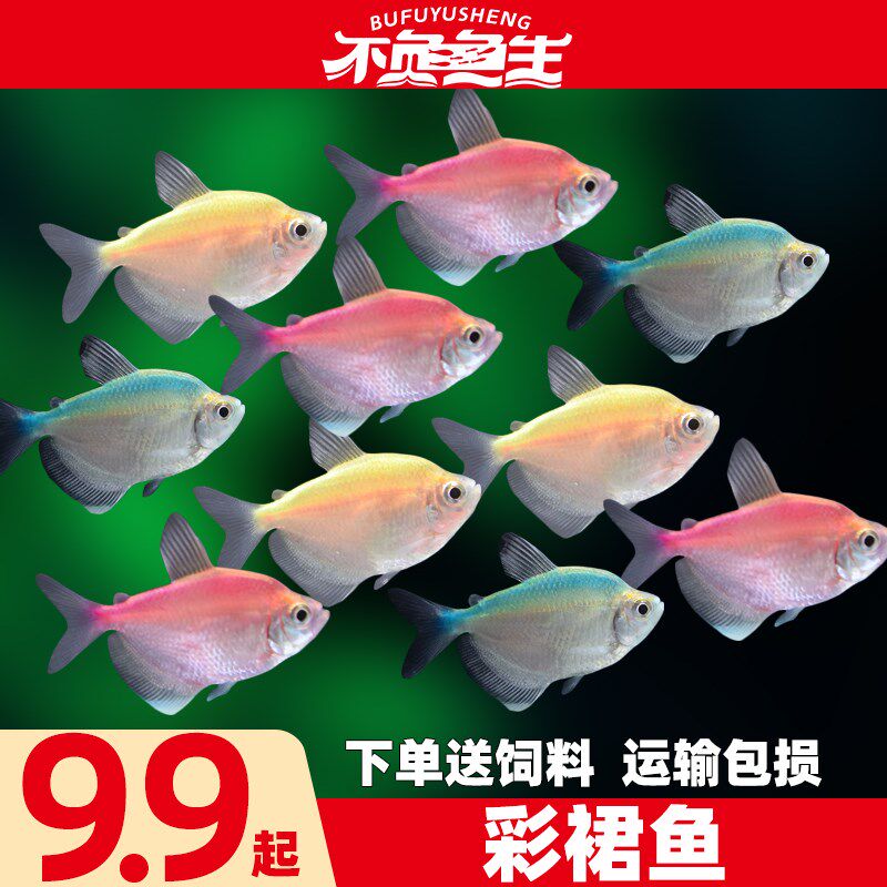 彩裙鱼彩旗鱼黑裙鱼彩色鱼热带鱼观赏鱼淡水鱼宠物鱼水族活体小鱼