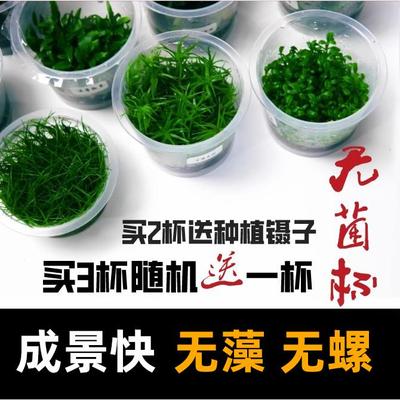 鱼缸水草莫斯无菌杯前景迷你牛毛日本矮珍珠椒草挖耳小水榕血心兰