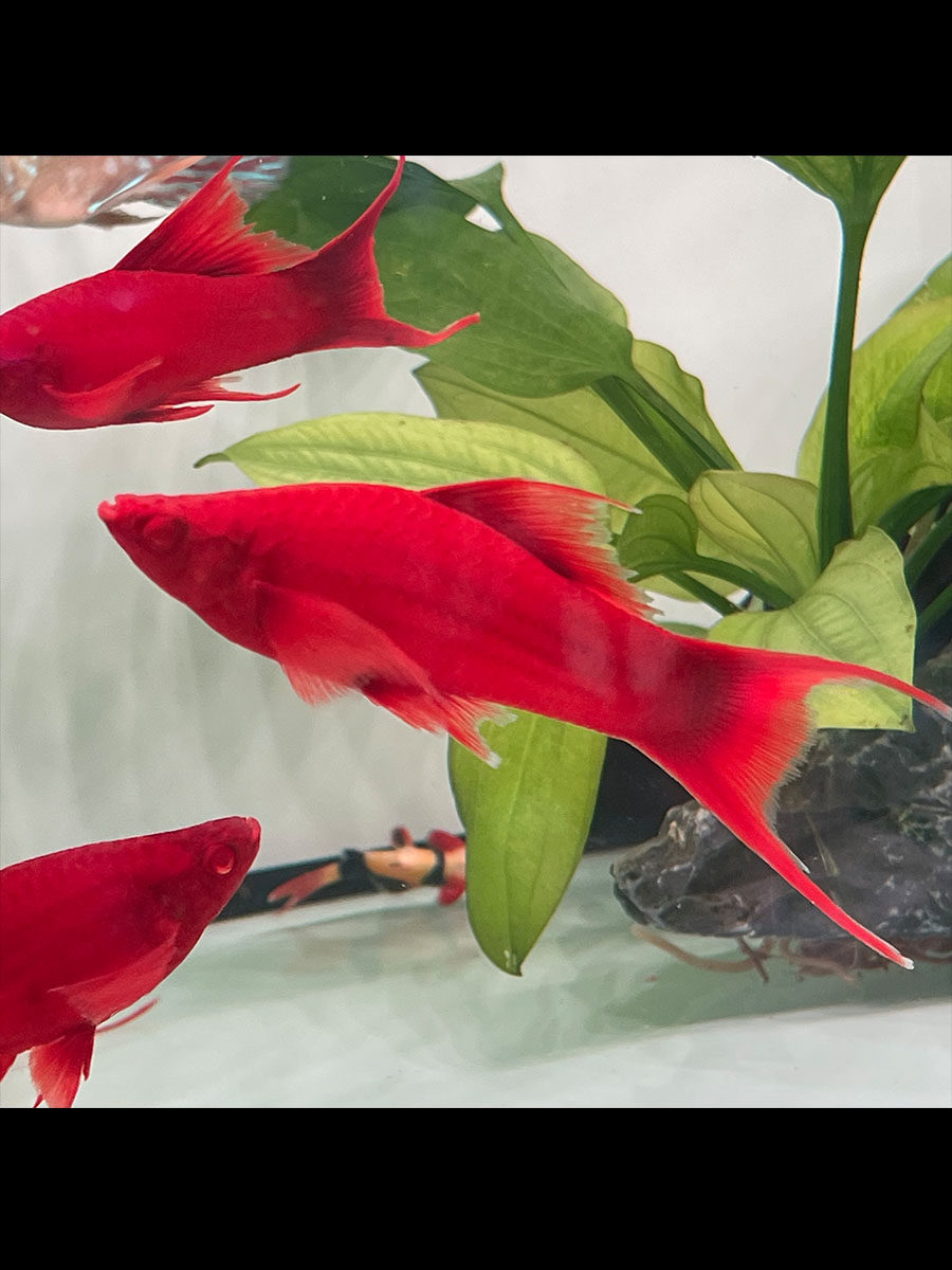 红箭鱼冷水观赏鱼小型热带双尾红剑鱼红米奇胎生活鱼苗好养耐活