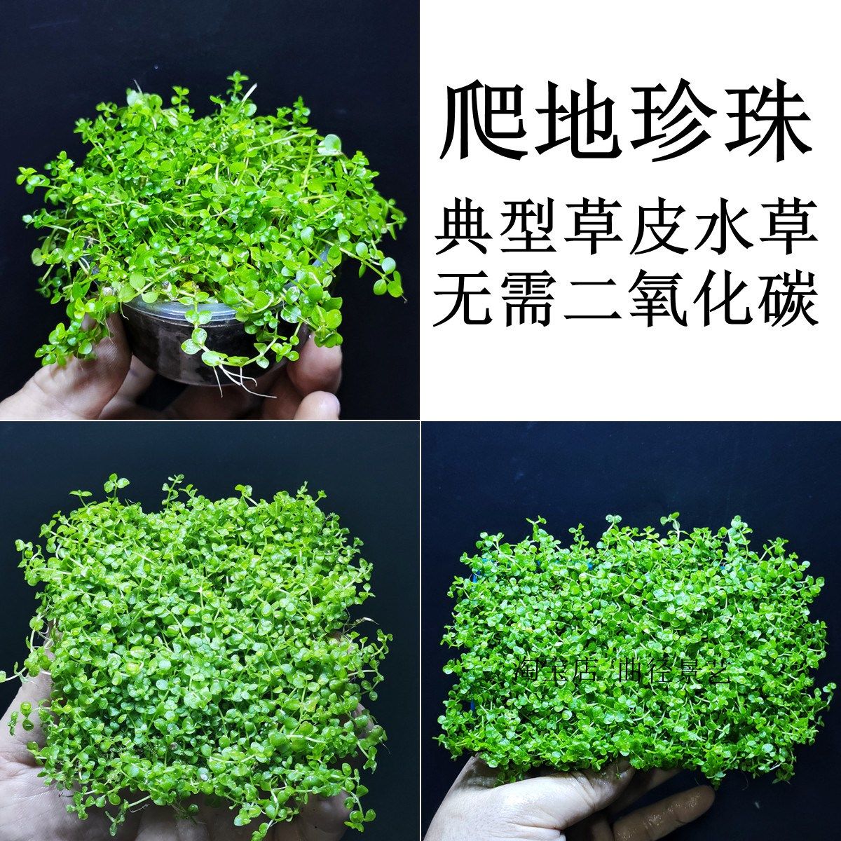 爬地矮珍珠趴地大珍珠网片前景水草阴性鱼缸草缸造景草皮草坪