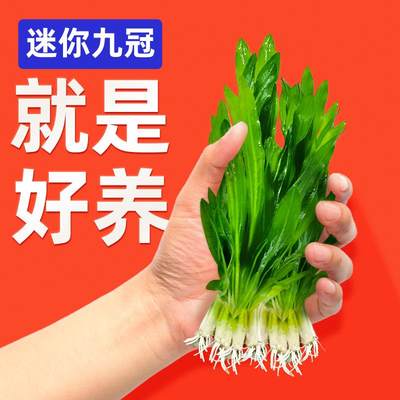 迷你九冠水草养鱼造景植物细叶铁大叶鱼缸新手懒人活体淡水榕阴性