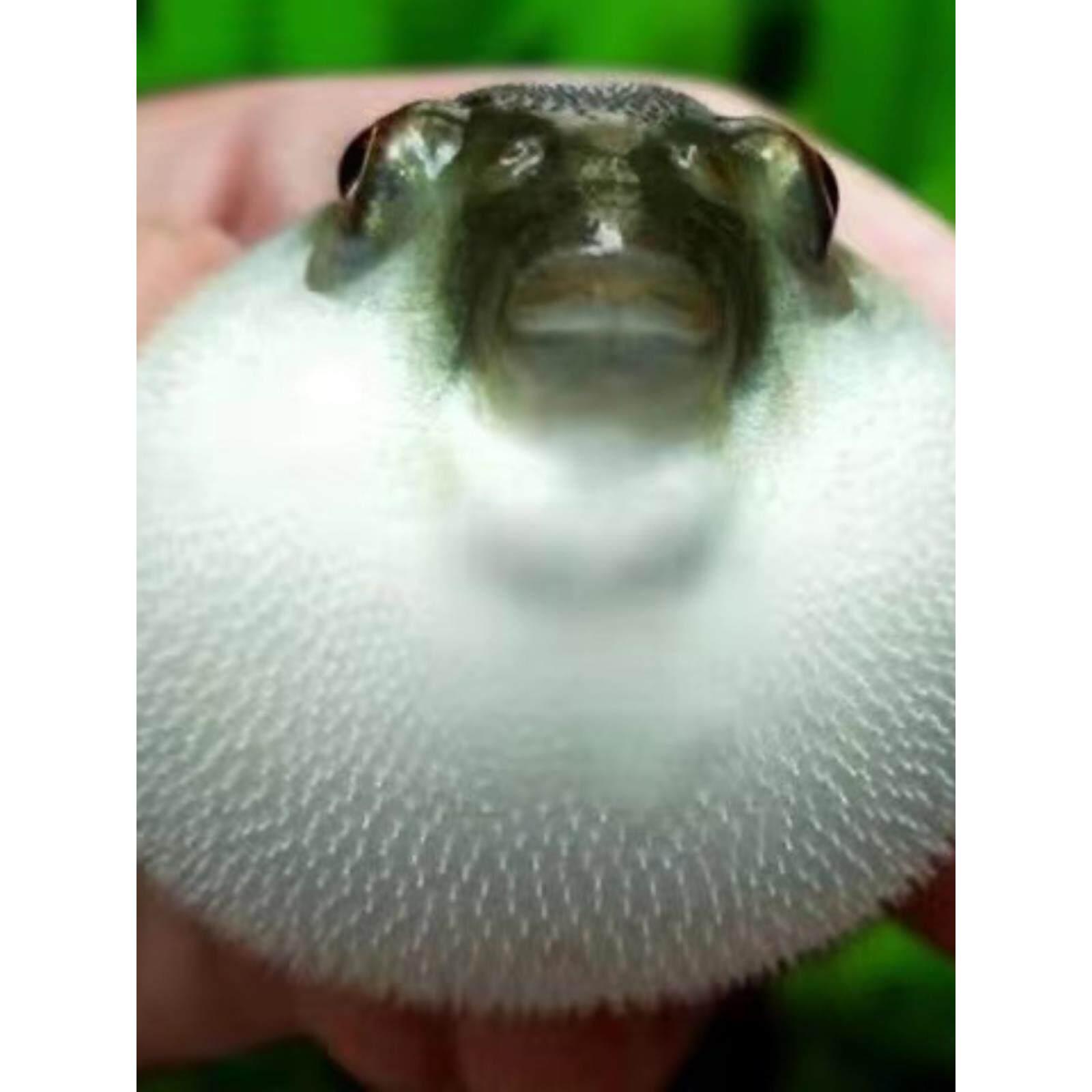 河豚潜水艇巧克力金娃娃气泡鱼淡水能吃螺可爱会生气的观赏鱼活体