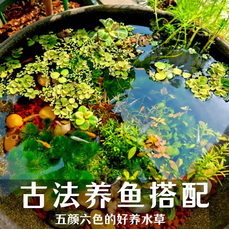 古法养鱼水草生态原生缸懒人植物红丁香南极杉一叶莲浮萍