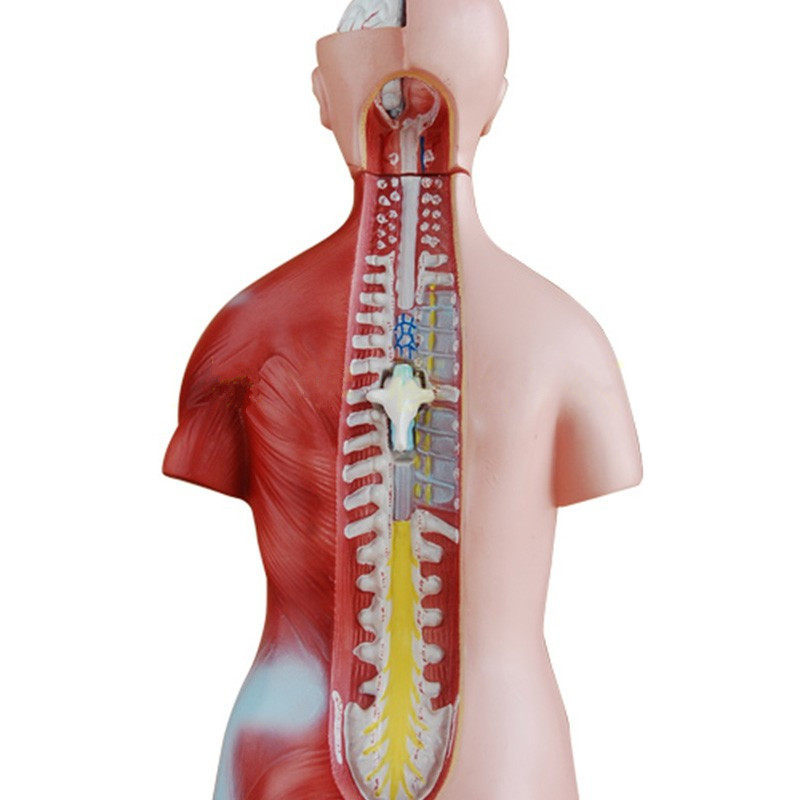 医学人体解剖3d模型 价格 怎么样 图片