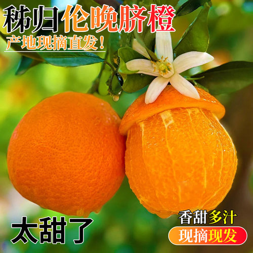 秭归伦晚脐橙当季新鲜产地直发