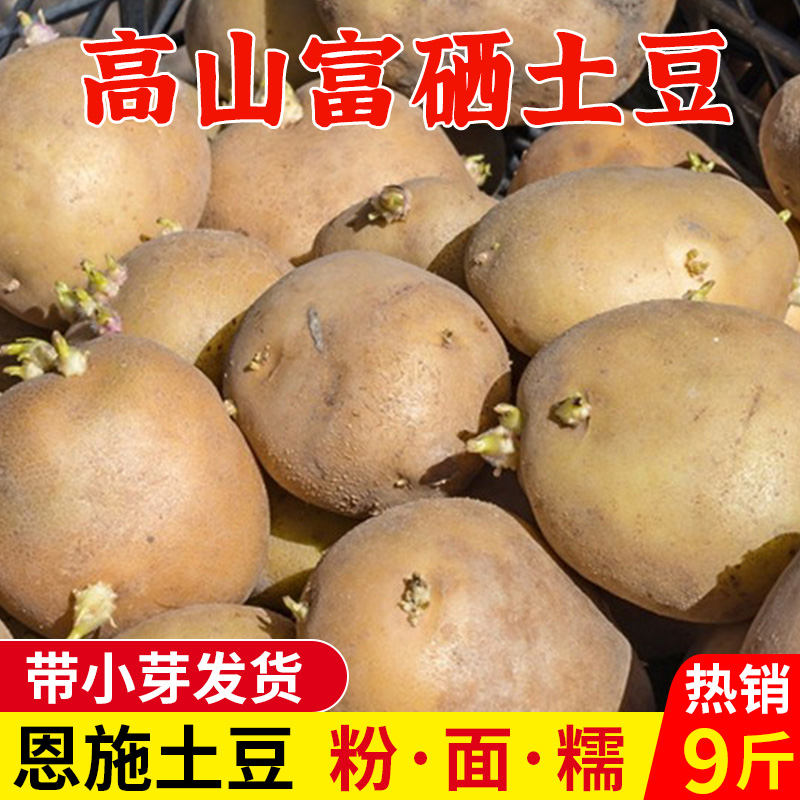 发芽土豆恩施农家老品种带芽土豆