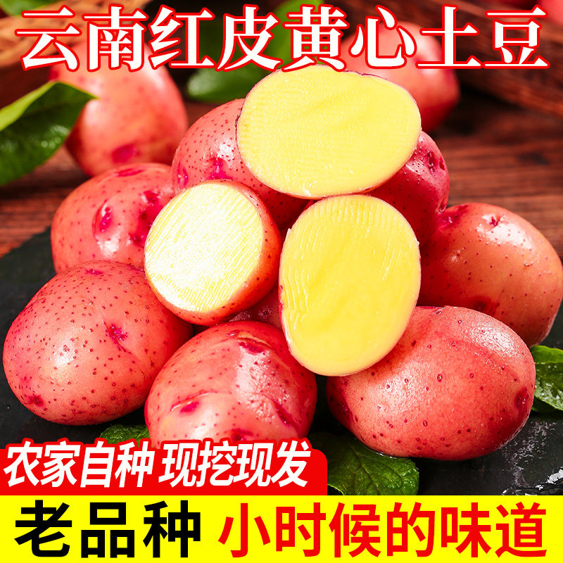 红皮黄心大土豆新鲜发货图片