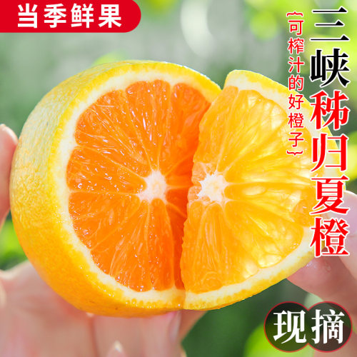 秭归高山夏橙新鲜采摘果园直发