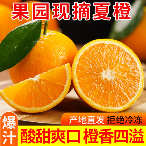 湖北秭归夏橙现摘现发香甜多汁