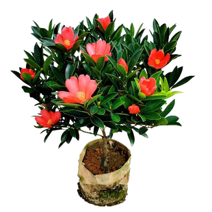 四季茶花 花开不断 杜鹃红山茶室内盆栽花卉庭院绿植阳台花卉促销