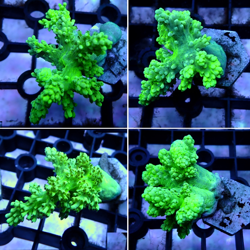 海水观赏珊瑚活体 荧光绿麦穗珊瑚活物 黄金圣诞树人工麦穗绿手指