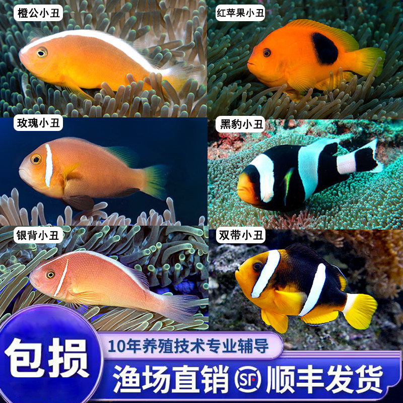 海水观赏鱼银背小丑橙公小丑玫瑰小丑金双带小丑黑豹红苹果小丑鱼