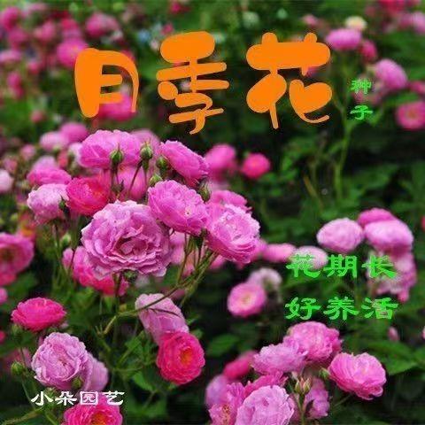 原装月季花种子四季花开混色月季花阳台庭院盆栽易种玫瑰花种子